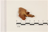 登錄號:F0037445藏品圖，第3張
