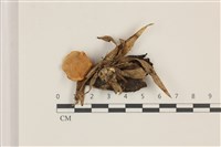 登錄號:F0037446藏品圖，第1張