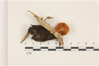 登錄號:F0037446藏品圖，第3張