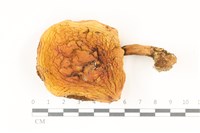 登錄號:F0037447藏品圖，第1張