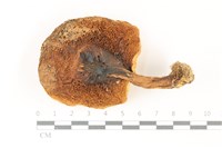 登錄號:F0037447藏品圖，第3張