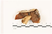 登錄號:F0037448藏品圖，第3張