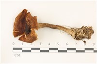 登錄號:F0037449藏品圖，第1張