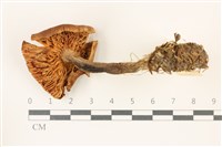 登錄號:F0037449藏品圖，第3張