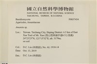 鵝膏屬藏品圖，第2張