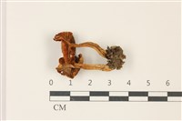 登錄號:F0037455藏品圖，第3張