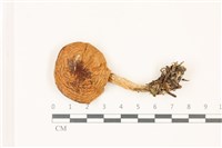 登錄號:F0037457藏品圖，第1張