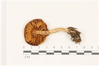 登錄號:F0037457藏品圖，第3張