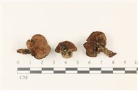 登錄號:F0037458藏品圖，第1張