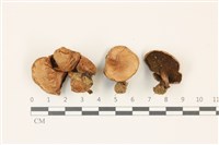 登錄號:F0037460藏品圖，第1張
