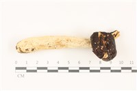 登錄號:F0037461藏品圖，第1張