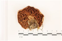 登錄號:F0037462藏品圖，第3張