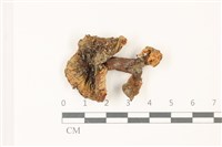 登錄號:F0037465藏品圖，第1張