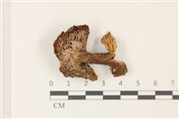 登錄號:F0037465藏品圖，第3張