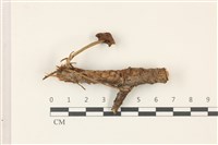 登錄號:F0037466藏品圖，第1張
