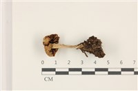 登錄號:F0037469藏品圖，第3張