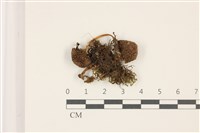 登錄號:F0037470藏品圖，第1張
