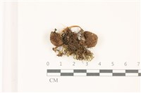 登錄號:F0037470藏品圖，第3張