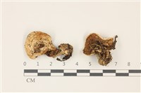 登錄號:F0037471藏品圖，第1張
