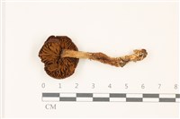 登錄號:F0037472藏品圖，第3張