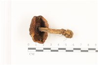 登錄號:F0037473藏品圖，第3張