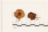 登錄號:F0037474藏品圖，第1張