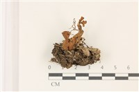 登錄號:F0037475藏品圖，第1張