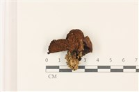 登錄號:F0037477藏品圖，第3張