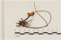 登錄號:F0037479藏品圖，第1張