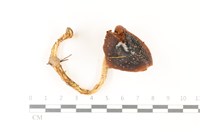 登錄號:F0037481藏品圖，第1張