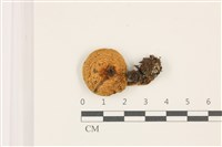 登錄號:F0037483藏品圖，第1張