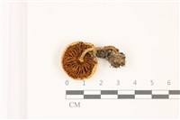 登錄號:F0037483藏品圖，第3張