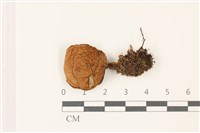 登錄號:F0037484藏品圖，第1張