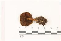 登錄號:F0037484藏品圖，第3張