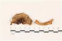 登錄號:F0037485藏品圖，第1張