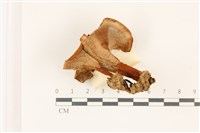 登錄號:F0037486藏品圖，第3張
