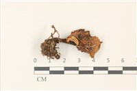 登錄號:F0037487藏品圖，第1張