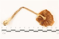 登錄號:F0037488藏品圖，第3張