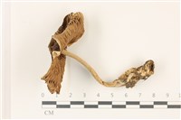 登錄號:F0037489藏品圖，第1張
