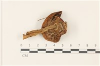 登錄號:F0037491藏品圖，第3張