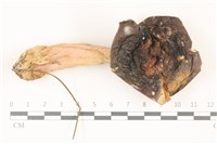 登錄號:F0037492藏品圖，第1張