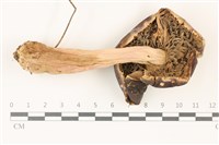 登錄號:F0037492藏品圖，第3張