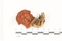 登錄號:F0037493藏品圖，第1張