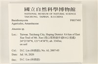 鵝膏屬藏品圖，第2張