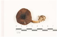 登錄號:F0037498藏品圖，第1張