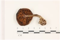登錄號:F0037498藏品圖，第3張