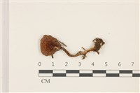 登錄號:F0037500藏品圖，第1張