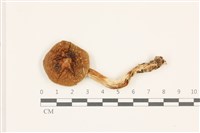 登錄號:F0037501藏品圖，第1張