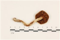 登錄號:F0037501藏品圖，第3張
