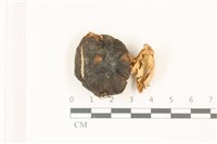 登錄號:F0037502藏品圖，第1張